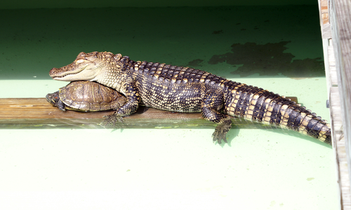 gator love.png