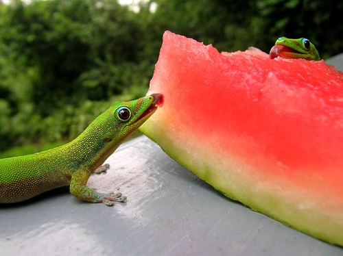 lizard-melon.jpg
