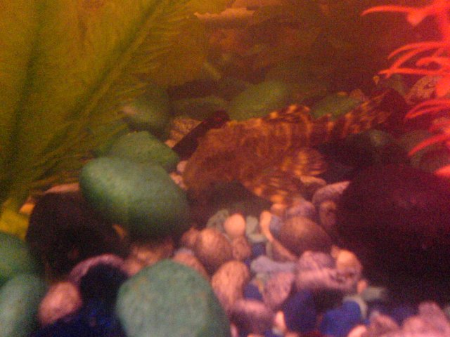 CLOWN PLECO.JPG