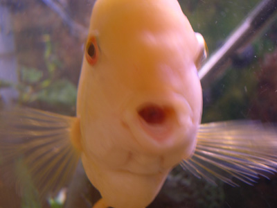 severum2.jpg