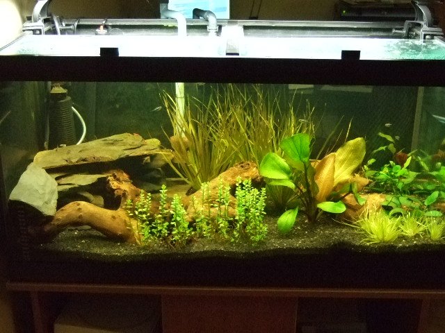 2007-07-24 50gal Full.JPG