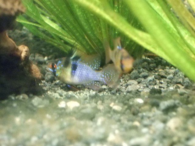 2007-07-24 50gal Microgeophagus ramirezi spawning 3.JPG