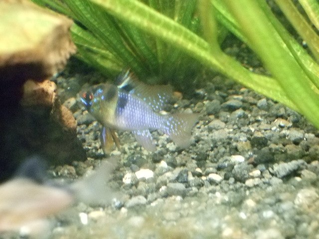 2007-07-24 50gal Microgeophagus ramirezi male w eggs.JPG