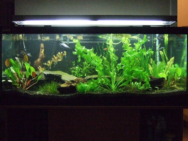 2007-07-26 65gal Full.JPG