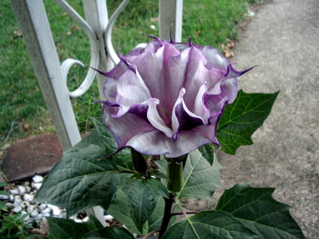 Datura Ballerina Purple 4.jpg