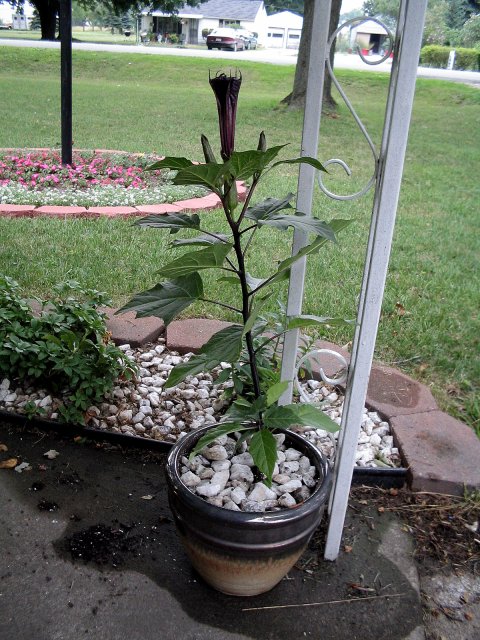 datura ballerina purple 3.jpg
