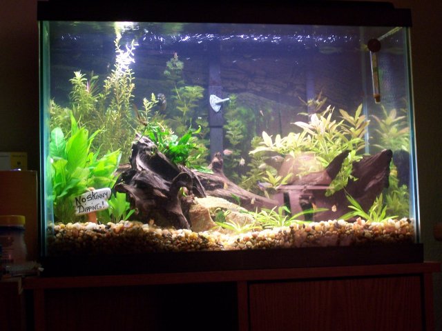 fawn and kittys fish!_10.jpg