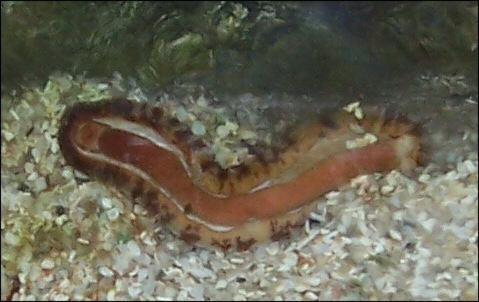 worm2.JPG worm2.JPG
