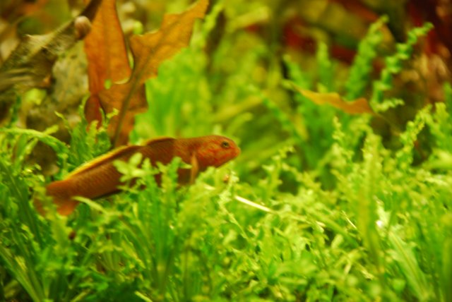 fish d80 237.jpg