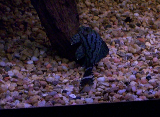 Royal in 75gal.jpg