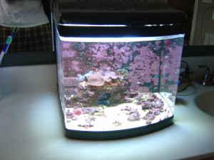 nano tank.JPG nano tank.JPG