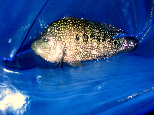 maleredtex.jpg