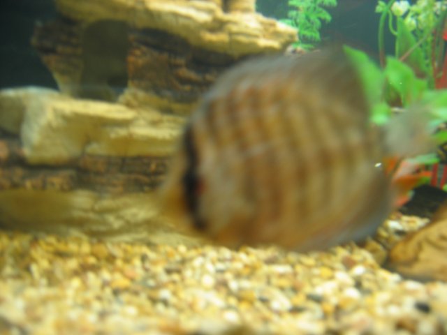 IMG_1046.jpg