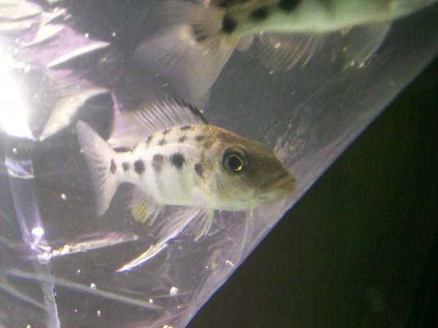 Fossorochromis Rostratus.jpg