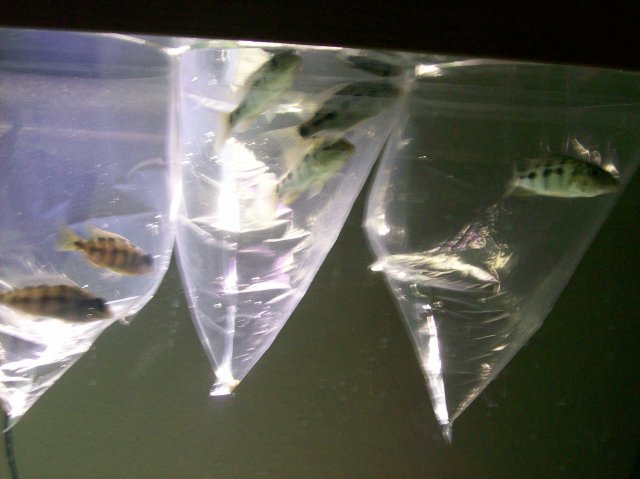 New Fish.jpg