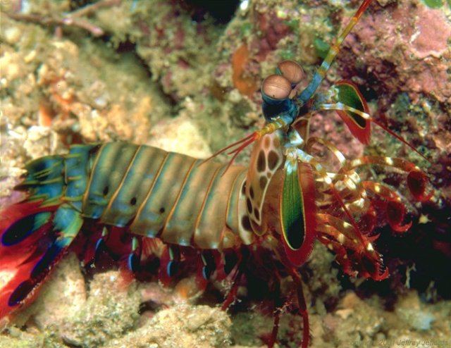 Mantis_Shrimp_.jpg