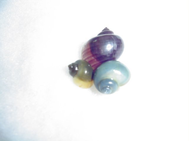 snails.JPG