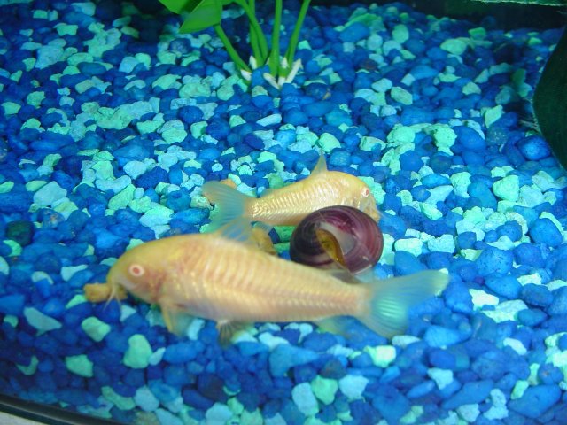 purplesnail.JPG