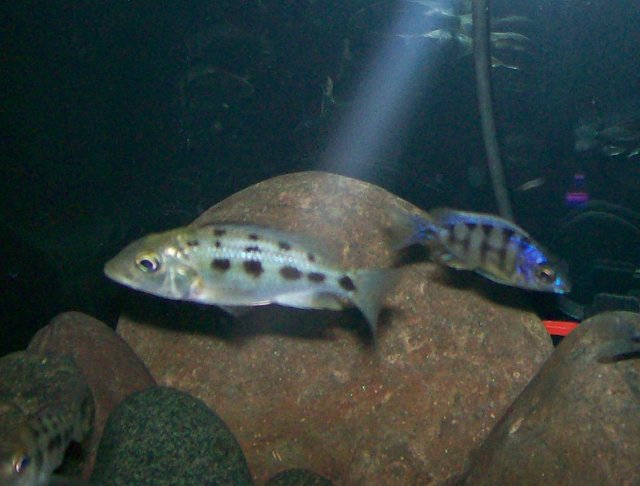 Taiwan Reef, and Fossorochromis 2.jpg