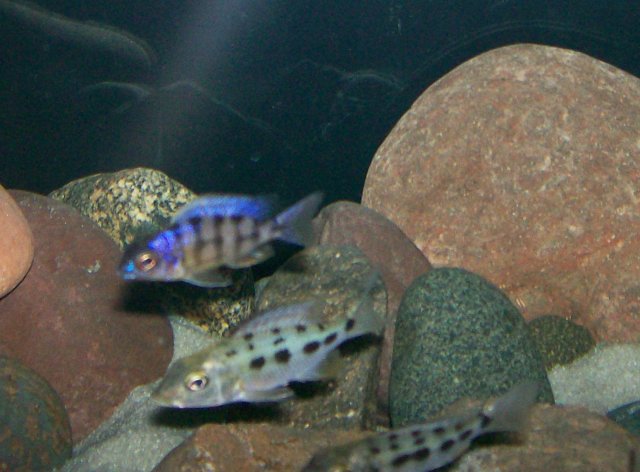 Taiwan Reef, and Fossorochromis.jpg