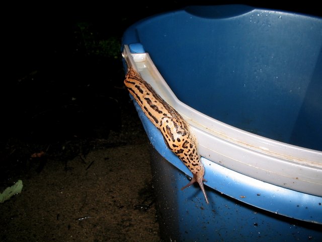 leopard slugs 002.jpg