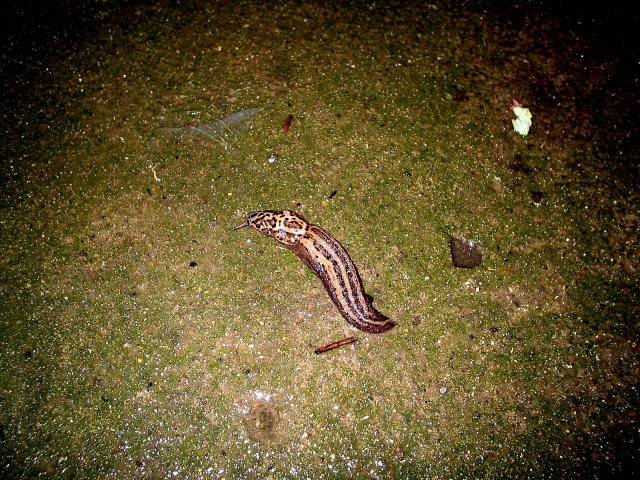 leopard slugs 004.jpg