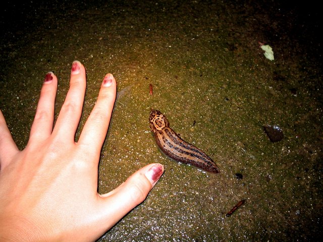 leopard slugs 005.jpg