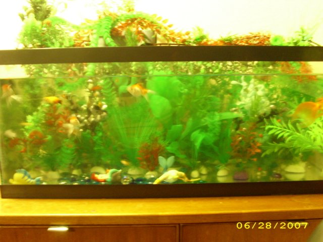aquariumrearrange033.jpg