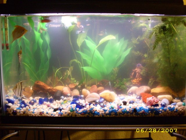 aquariumrearrange018.jpg