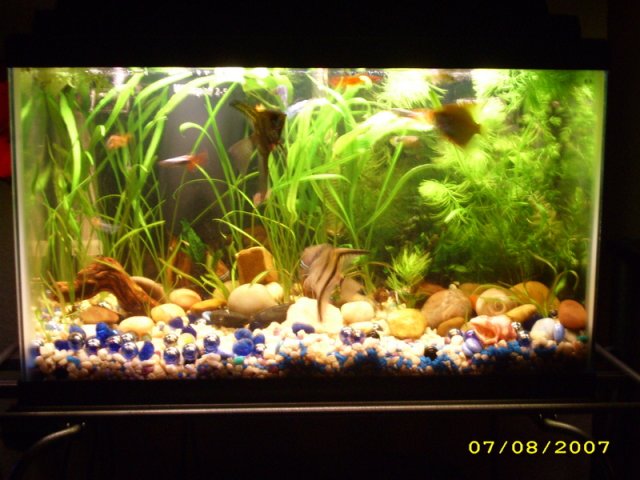 aquariumrearrange068.jpg