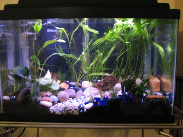 aquariumrearrange2016.jpg