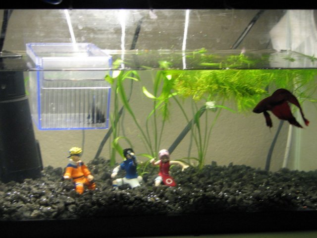 aquariumrearrange2022.jpg