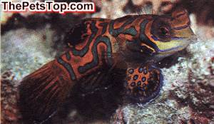 Mandarin-Red_22026.jpg