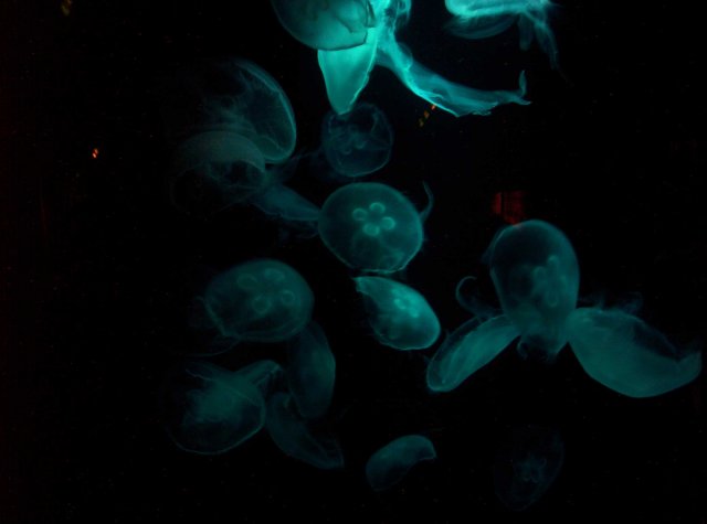 100_2621.jpg