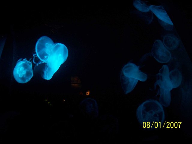 100_1799.jpg