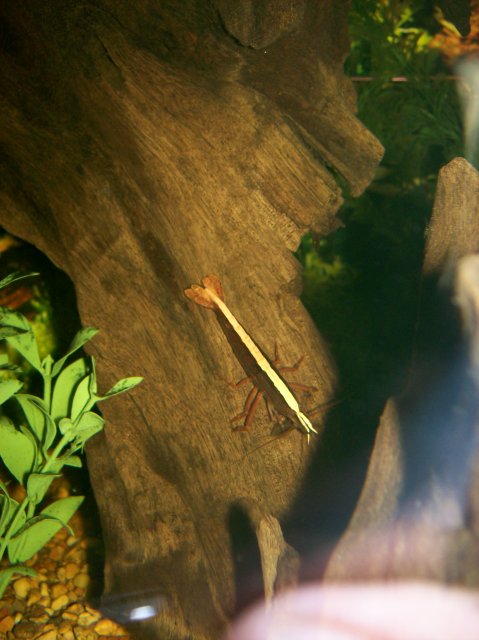 bamboo shrimp 2.jpg