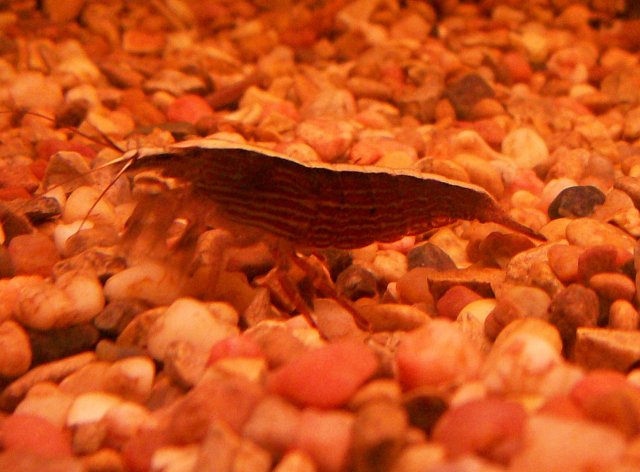 bamboo shrimp.jpg