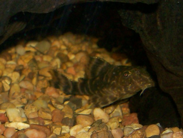 clown pleco.jpg