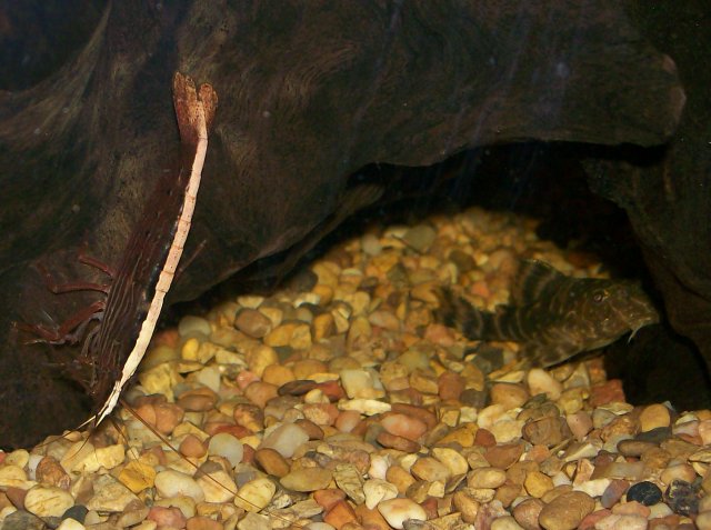 bamboo & clown pleco.jpg