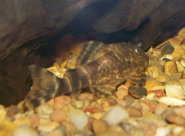 Clown Pleco 2.jpg