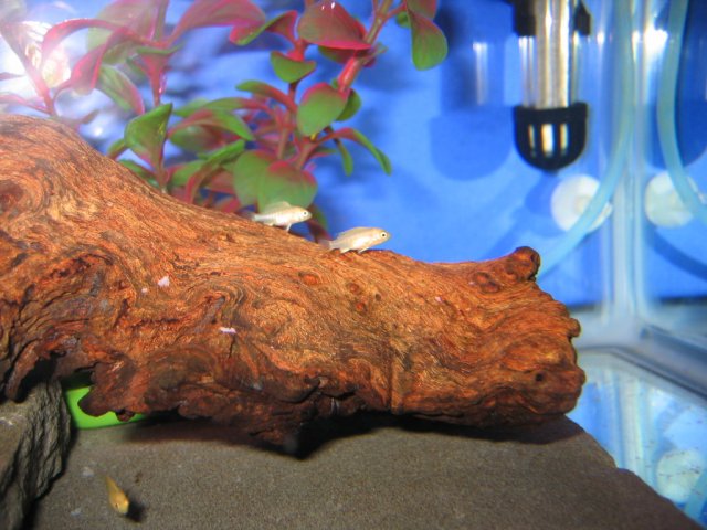 Picture 006.jpg