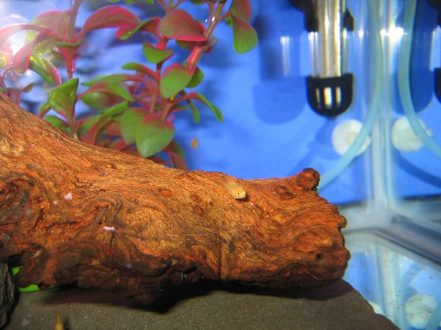 Picture 007.jpg