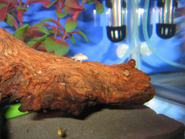 Picture 008.jpg