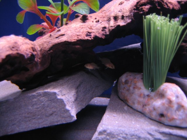 Picture 007111.jpg