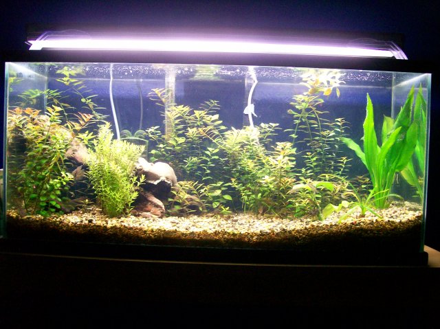 planted tank.jpg