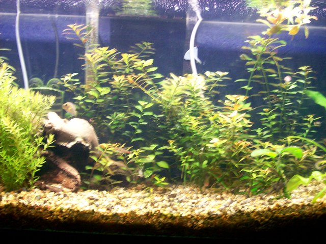 planted tank 2.jpg