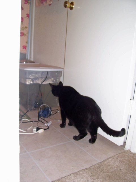 puppy and fish corrected.jpg