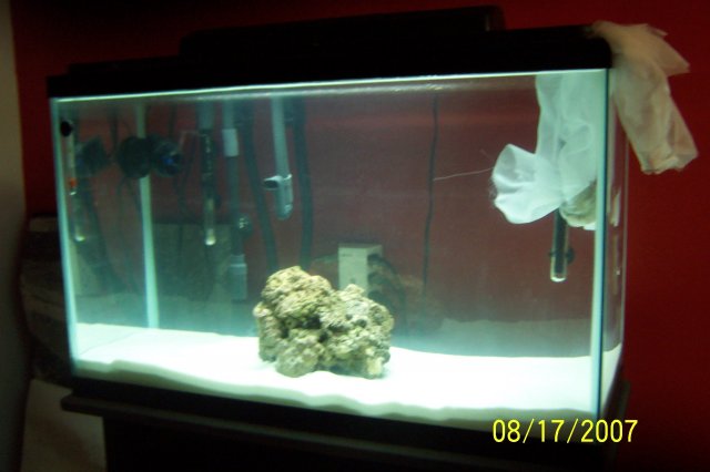 SW aquarium 004.JPG