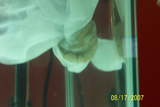 SW aquarium 005.JPG
