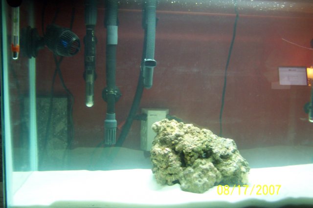 SW aquarium 006.JPG